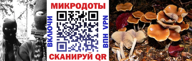 Псилоцибиновые грибы мицелий  как найти   Кизляр 