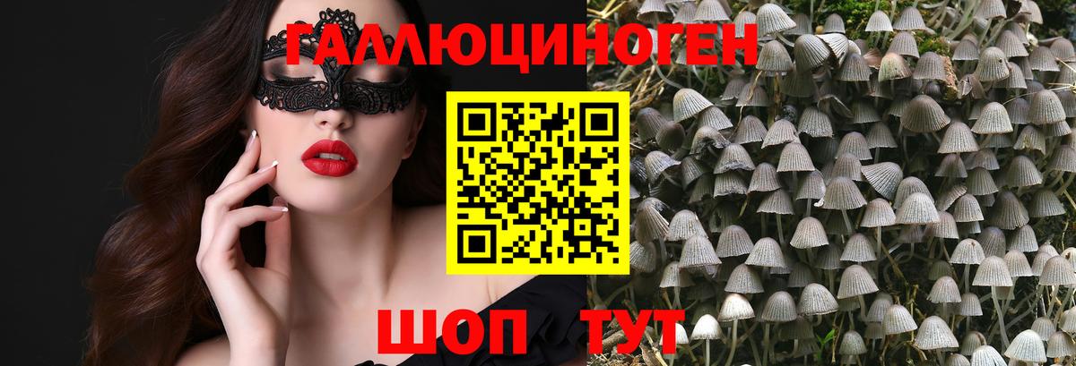 Кизляр  Галлюциногенные грибы Psilocybine cubensis  Галлюциногенные грибы прущие грибы  Вход с VPN 